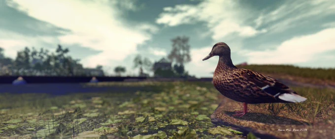 Reality Escape: Contemplating a Swim