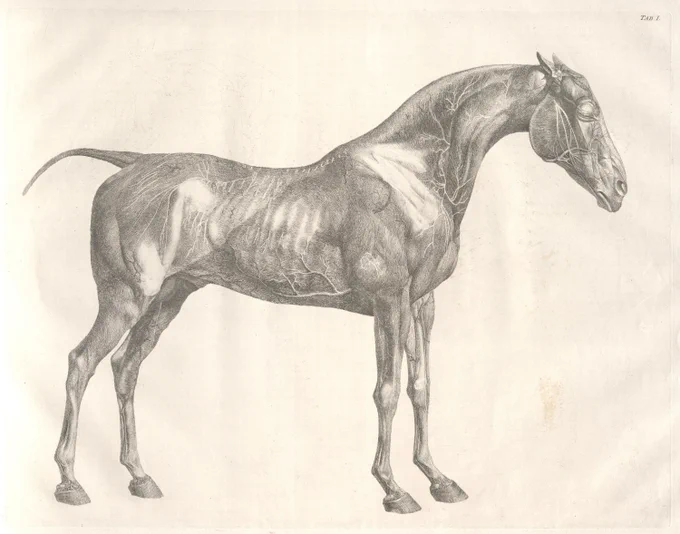 The “first anatomical table of the muscles, fascias, ligaments, nerves, arteries, veins, glands, and cartilages” in The Anatomy of the Horse by George Stubbs, London: 1766. This volume includes “eighteen tables [illustrations], all done from nature,” each accompanied by explanatory text. Call Number: Ellis Omnia H16. 