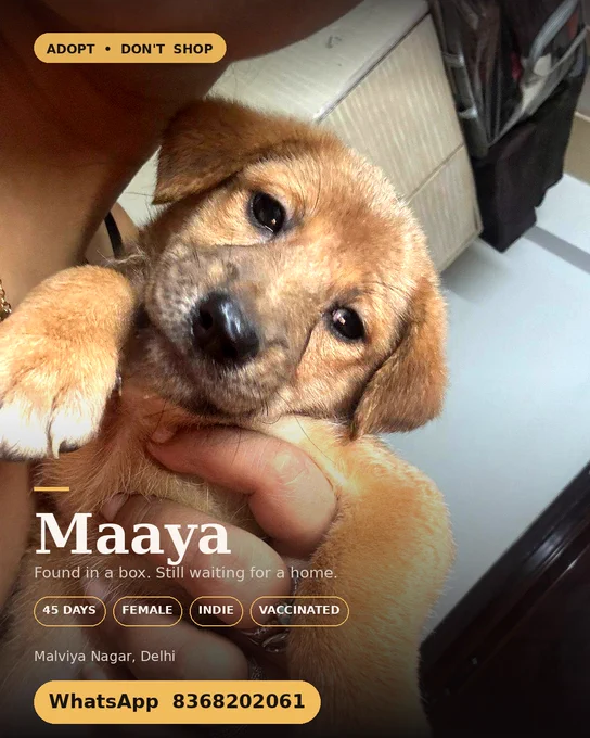 A small ginger-brown Indie puppy named Maaya, about 45 days old, being gently held up to the camera in someone's hands. She has soft floppy ears, dark round eyes, and a black nose, looking directly at the viewer. Text on the image reads "Adopt — Don't Shop," her name, her details, and a WhatsApp contact number for adoption in Malviya Nagar, Delhi.