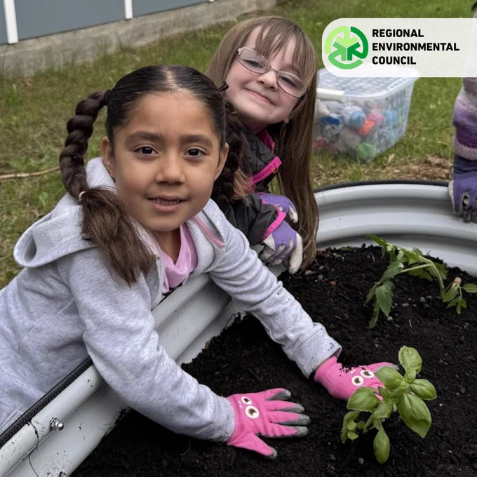 Two children wearing gloves planting a small green basil plant in a raised garden bed outdoors.