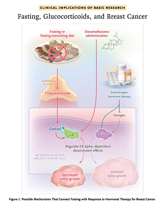 Diagram illustrating the possible mechanisms that connect fasting with response to hormonal therapy for breast cancer. The article type (Clinical Implications of Basic Research) and title ("Fasting, Glucocorticoids, and Breast Cancer") appear above the illustration.
