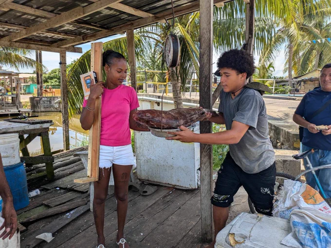 A woman in a pink shirt holds a wooden measuring board while a young man holds a large fish on a scale, demonstrating data collection techniques for fisheries monitoring in Dangriga Town, Belize.