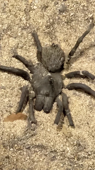 Close-up of a large, hairy tarantula spider resting on sandy ground with its legs spread out.