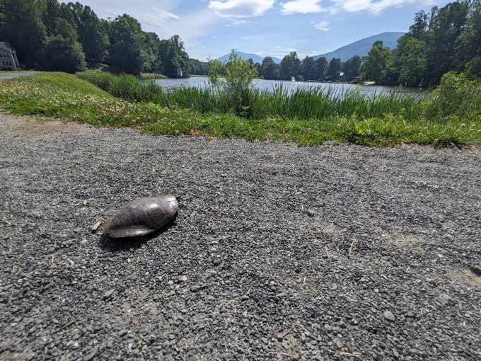 Turtle by the lake