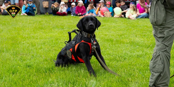OPP Canine Ivy sits in the grass during canine demo at OPP Family and Veterans' Day event