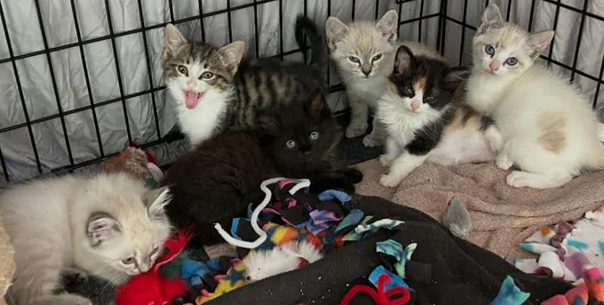 Ten have been saved from this nasty horrible field.