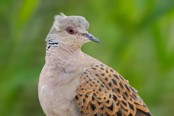 Turtle dove