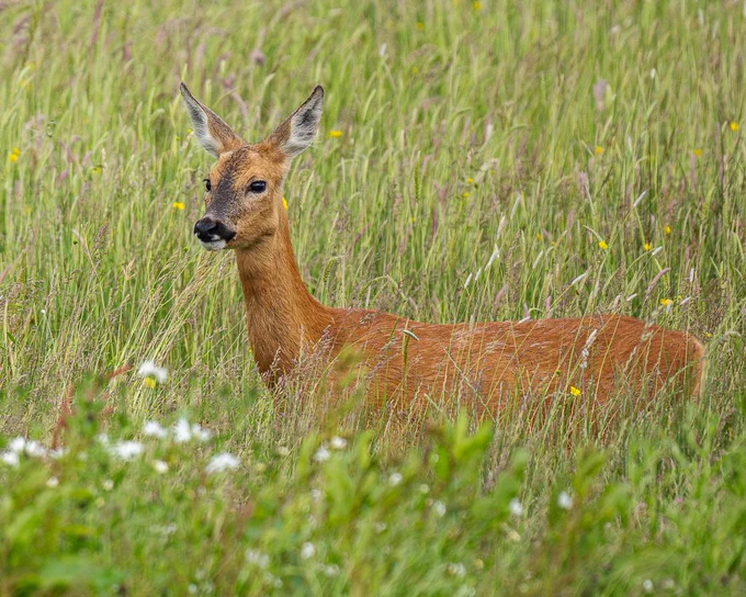 Roe deer
