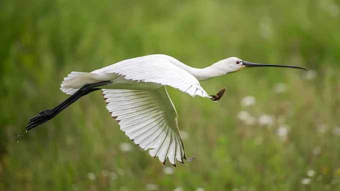 Spoonbill