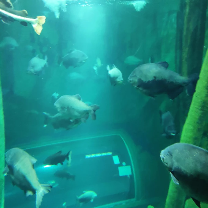 Varios peces (arapaimas) nadan dentro de un tanque visto a través del cristal.
