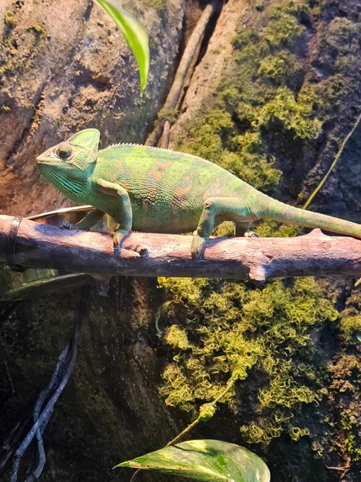 Camaleón verde con manchas naranjas apoyado en una rama, fondo rocoso cubierto de musgo