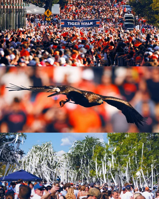 Photos of Tiger Walk, The Eagle Flight, and Toomer's Corner on gameday