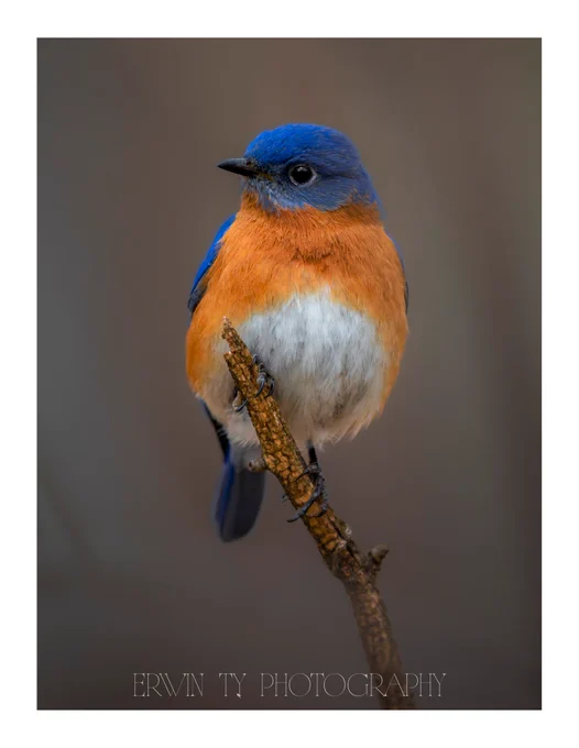 A bluebird with vibrant blue and orange plumage is perched on a slender branch against a soft, neutral background. The image is credited to Erwin Ty Photography.