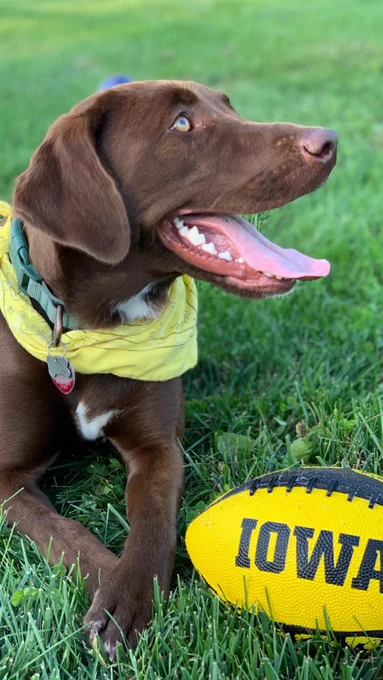 Chocolate brown dog wearing a yellow bandana lying on grass next to a football with 'IOWA' printed on it.