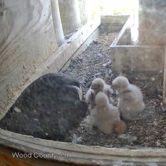 3 baby falcons get fed by their mom