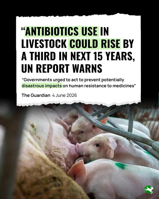 “Antibiotics use in livestock could rise by a third in next 15 years, UN report warns. Governments urged to act to prevent potentially disastrous impacts on human resistance to medicines” The Guardian 4 June 2026. 