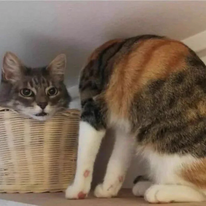 pic of two cats sit on a shelf, a gray tabby peeks out from a basket, while a calico cat sits beside it with its back half facing forward, blocking its own head from view and creating the illusion of a headless cat