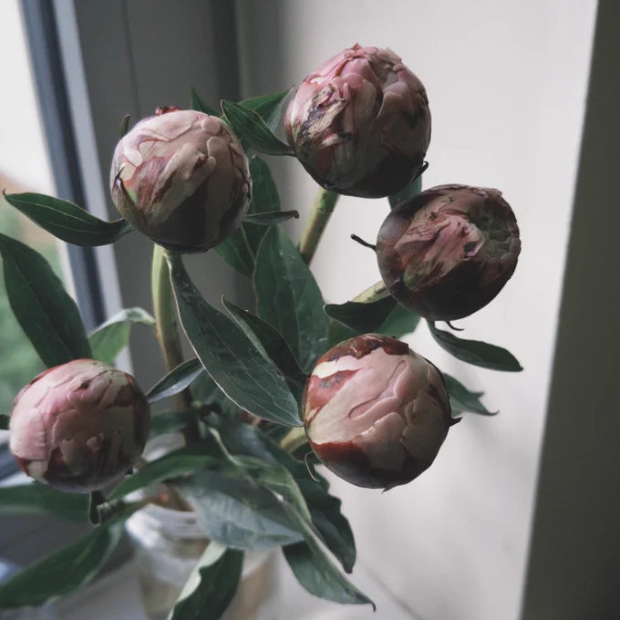 白に薄ピンクが混じった色のピンポン玉大の芍薬の写真。 葉と茎がついて透明な瓶にいけられており、窓際に置かれている。少しほころんでいる蕾が5つのうち2つあり、他は全てまだ固く閉じられている。