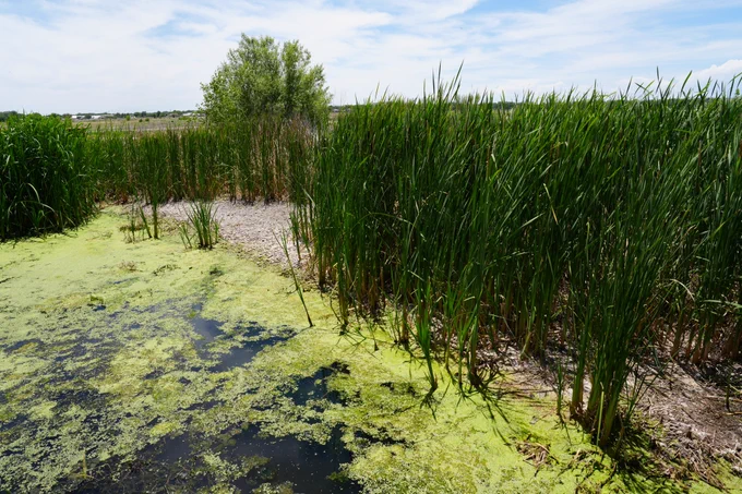 Image of water being used to create a habitat
