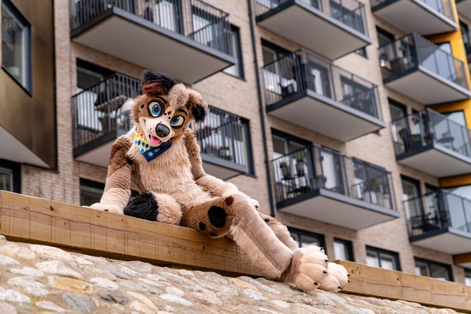 australien scheppert fursuiter sitting on a bench in a city scape