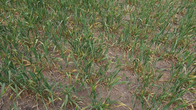 Dry soil with sparse green grass and yellowing plants scattered across the ground.