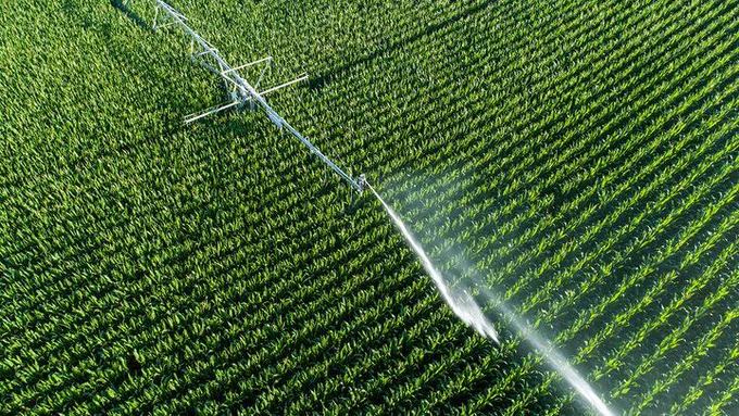 Aerial view of a sprinkler irrigating a lush green crop field.