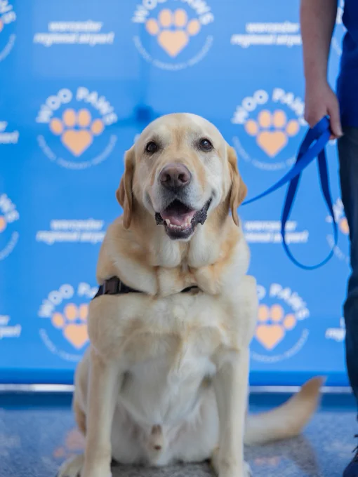 Watcher, a Labrador Retriever sits on a shiny floor in front of a blue backdrop displaying "Worcester Regional Airport WOO Paws" and paw print logos. The dog wears a harness that says "Pet Me" and is attached to a blue leash held by their handler