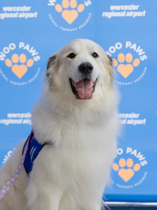 Belle, a large, fluffy Great Pyrenees dog with a white and tan coat is sitting in front of a blue backdrop. The backdrop features logos for Worcester Regional Airport and the therapy program "Woo Paws." The dog is wearing a vest that says "Pet Me" and looking towards the camera with its mouth open.