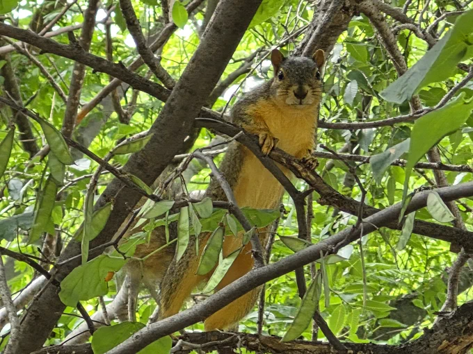 A squirrel standing on its hind legs on a branch, and hanging onto a smaller branch with its front paws so it can stretch up and look over at the camera with a concerned and annoyed expression. 