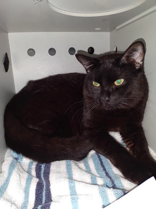A black cat in a carrier