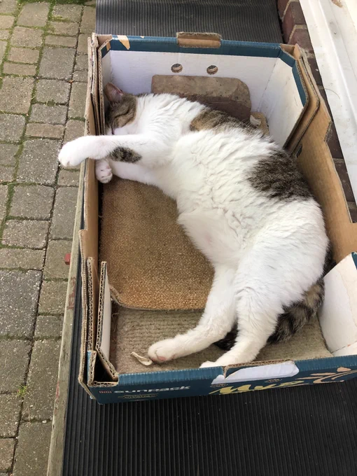 Cat asleep in cardboard box with one of its paws hanging over the side.