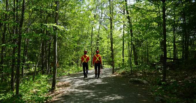 Two staff in high visibility shirts and wearing PPE, carrying an axe and chainsaw, walking down a trail through the forest. 