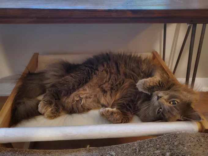 a gray cat is in a cat bed rolling about. afflicted by Kitty Madness most likely