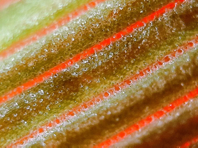 Phragmite leaf magnified 400x