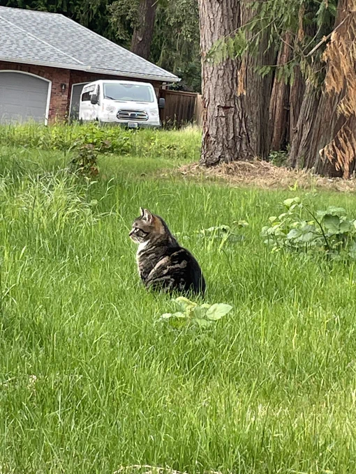 Zoom in on the cat in the grass.