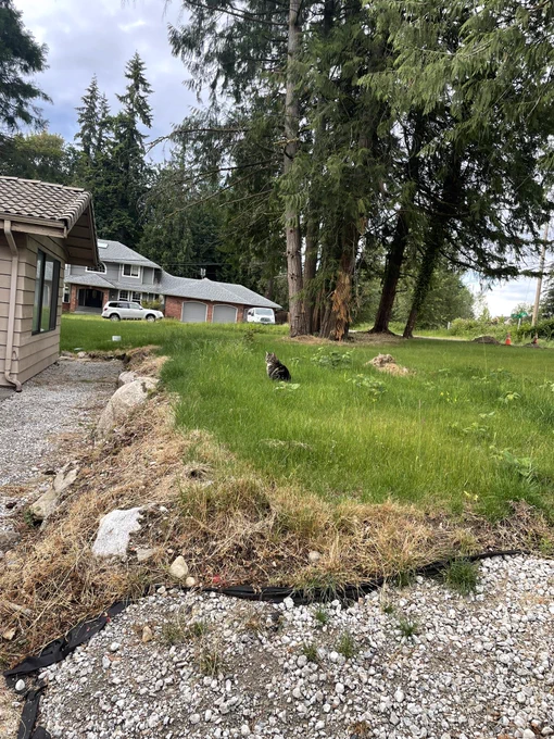 A distant shot of a nonchalant cat on a green lawn.