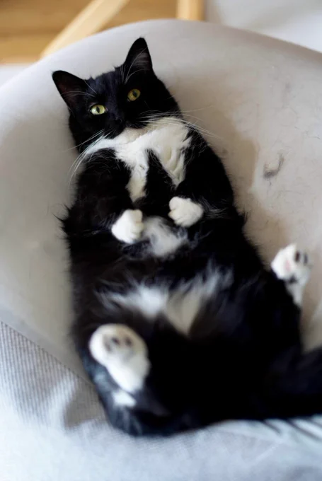A black-and-white cat lying belly-up on a white cushion