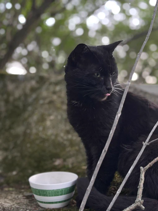 Black cat sitting next to a food dish with his tongue slightly sticking out