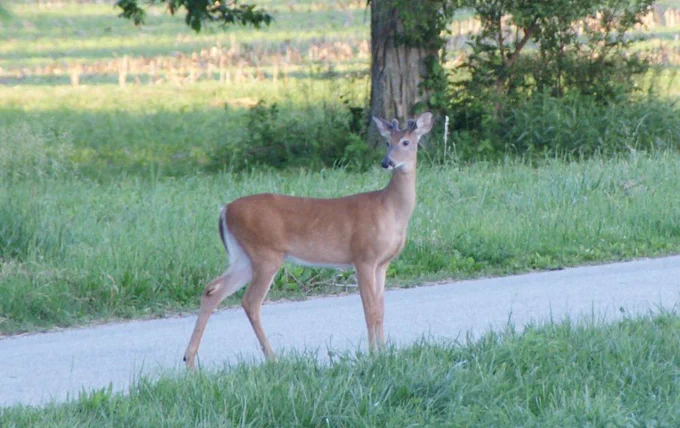 Spike buck