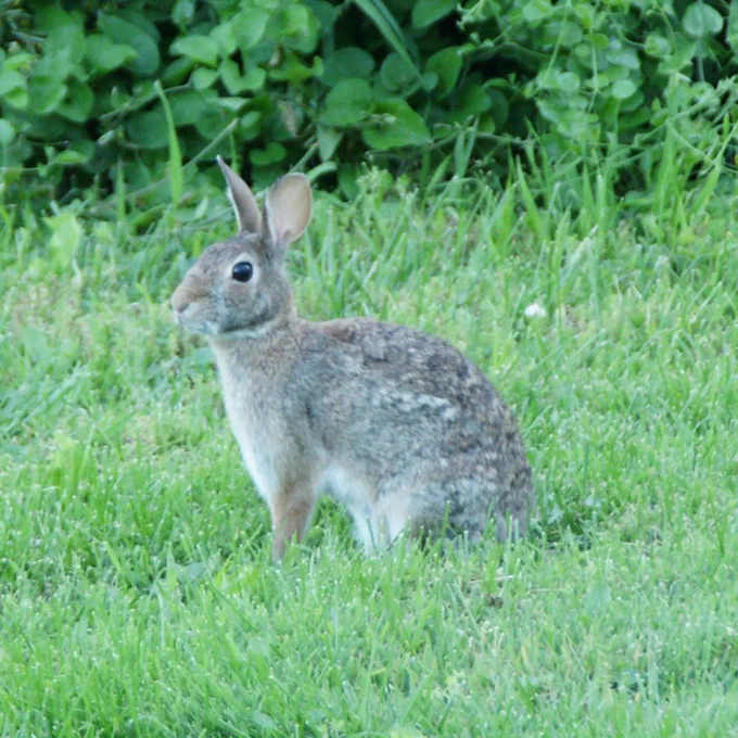 Driveway Bunny