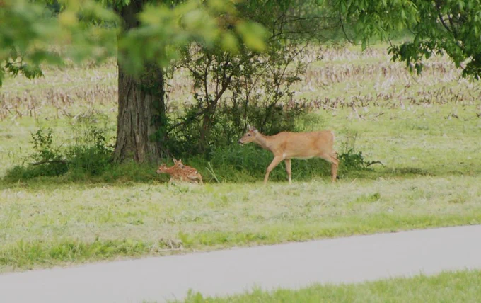 Momma Deer and twin fawns