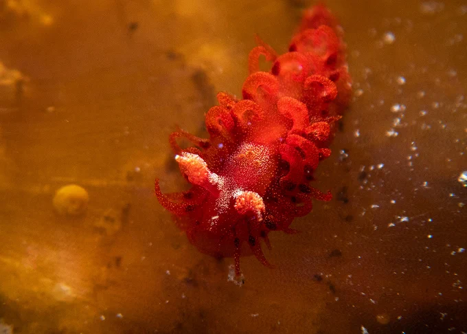 Hachijojima, concolor, nitrox, Kaloplocamus ramosus, nudibranch, macro photography, scubadiving