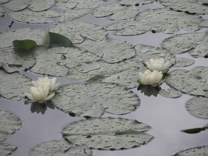 Waterlilies and lily pads with drops of water on them