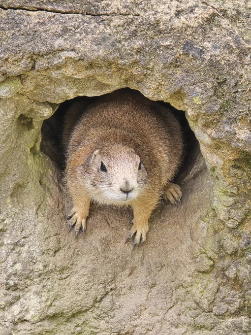 Detailaufnahme eines Präriehunds. Das Tier sitzt in einem Ein-/Ausgangsloch seines Baus, der Kopf ist leicht nach links gedreht. Gut zu sehen sind die Vorderpfoten mit ihren Krallen.