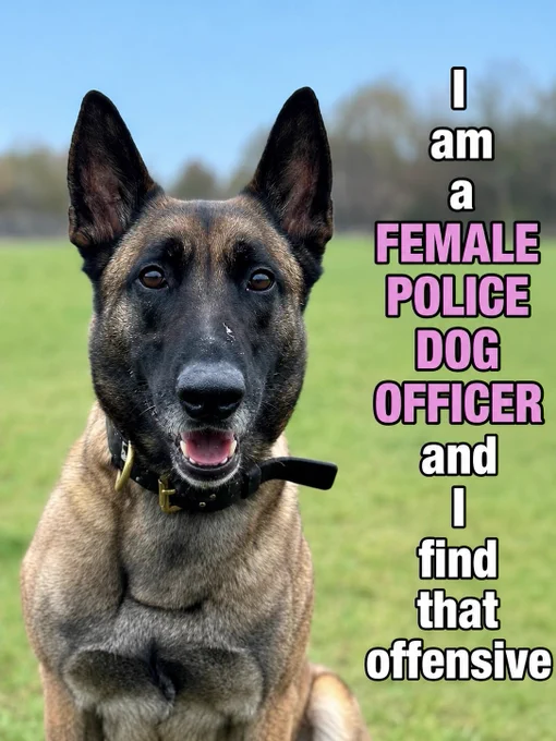 A Belgian Malinois police dog with text that reads: "I am a FEMALE POLICE DOG OFFICER and I find that offensive."