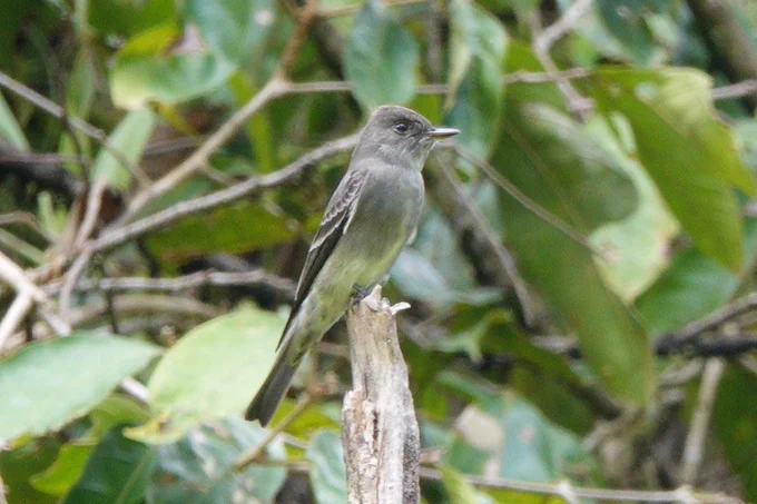 Western Wood Pewee