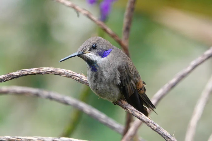 Brown Violetear