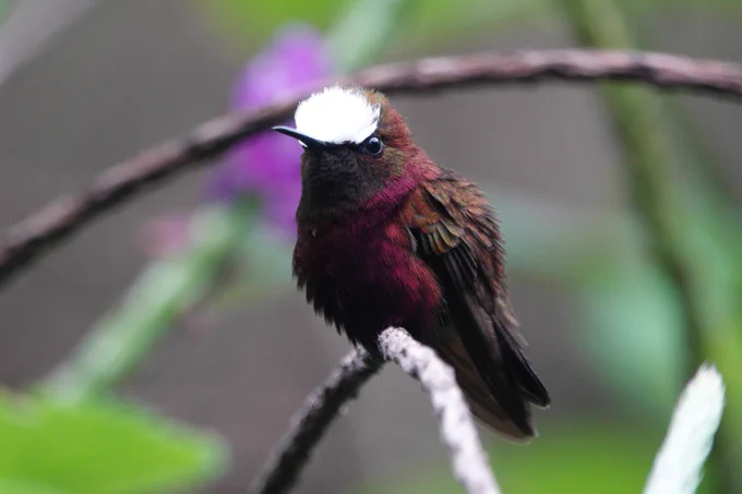 Snowcap