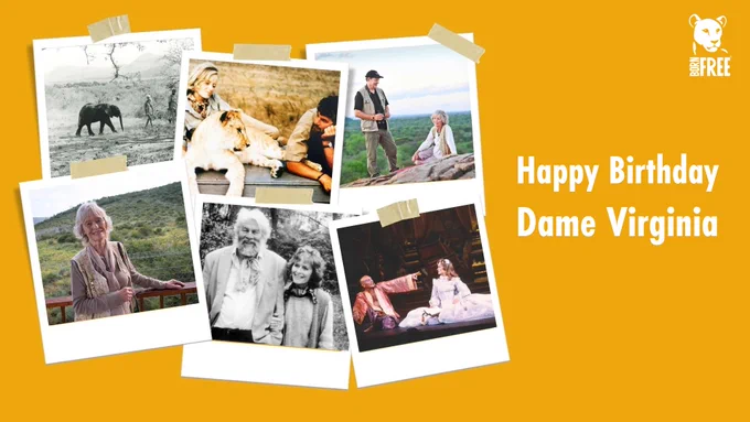 Celebratory collage for Dame Virginia's birthday featuring photos of her and her husband Bill Travers with Pole Pole the elephant, Elsa the lioness, Will Travers and Virginia, Virginia at Shamwari Sanctuary, Bill and Virginia and Virginia on the stage of 'The King & I'. 