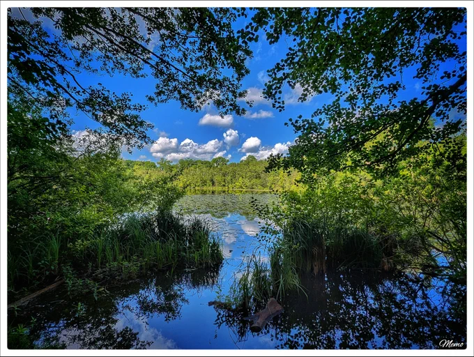 Bildbeschreibung: Blick zwischen herunterhängenden Ästen und Zweigen auf einen kleinen See, die „Große Karausche“.